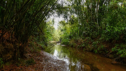 Obraz premium river in the forest