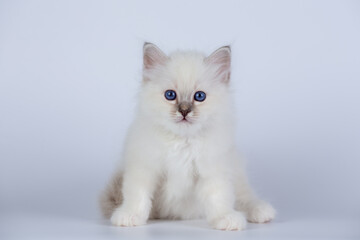 Sacred Birman kitten seal tabby point color, birma Cat isolated on a white background, studio photo