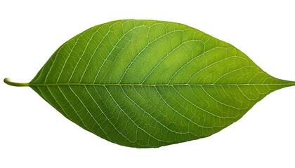 Obraz premium A close-up of a single, green leaf isolated on a white background shows its veins and fresh, natural texture