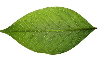 Obraz premium A close-up of a single, green leaf isolated on a white background shows its veins and fresh, natural texture