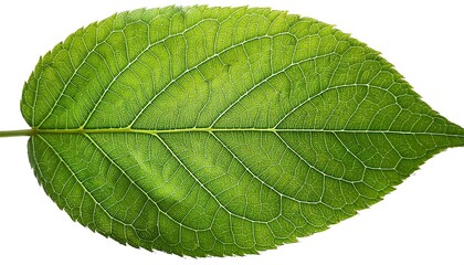 Obraz premium A close-up of a single, green leaf isolated on a white background shows its veins and fresh, natural texture