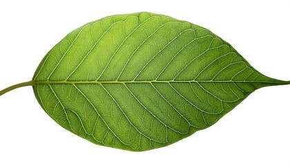 Obraz premium A close-up of a single, green leaf isolated on a white background shows its veins and fresh, natural texture