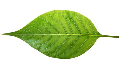 Obraz premium A close-up of a single, green leaf isolated on a white background shows its veins and fresh, natural texture