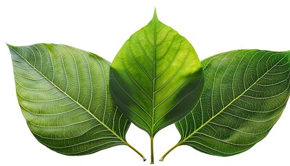 Obraz premium A close-up of a fresh green leaf, isolated on white, reveals its intricate veins and vibrant herbal essence