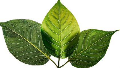 Obraz premium A close-up of a fresh green leaf, isolated on white, reveals its intricate veins and vibrant herbal essence