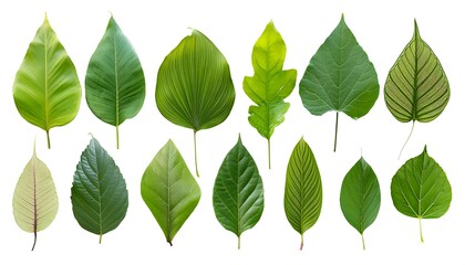 The image depicts a set of green leaves isolated on a white background, showcasing their natural beauty and fresh appearance