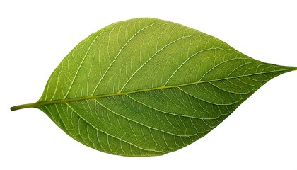 Obraz premium A close-up of a single, green leaf isolated on a white background shows its veins and fresh, natural texture
