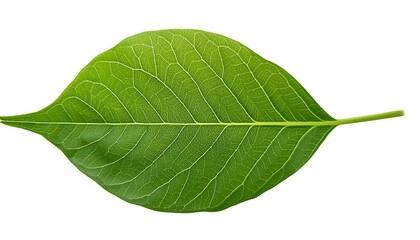 Obraz premium A close-up of a single, green leaf isolated on a white background shows its veins and fresh, natural texture