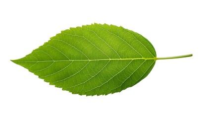 Obraz premium A close-up of a single, green leaf isolated on a white background shows its veins and fresh, natural texture