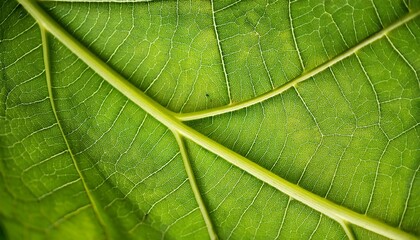 Obraz premium Imagine an image of a close-up green leaf texture as the background, highlighting the intricate patterns and details The tags for this image are leaf, nature, plant, texture, pattern, macro, abstract,