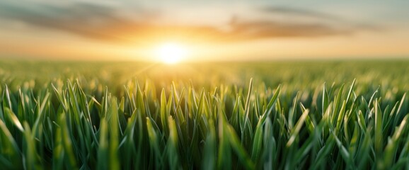 Breathtaking Sunrise Over Lush Green Grass Fields A Nature's Awakening
