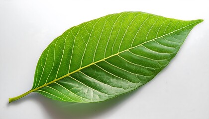 Fototapeta premium A close-up of a single, green leaf isolated on a white background shows its veins and fresh, natural texture