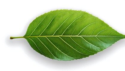 Obraz premium A close-up of a single, green leaf isolated on a white background shows its veins and fresh, natural texture