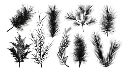 Pine tree branches, illustrator graphics set on a white background