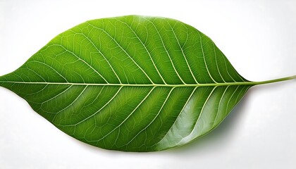Obraz premium A close-up of a single, green leaf isolated on a white background shows its veins and fresh, natural texture