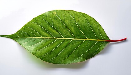 A close-up of a single, green leaf isolated on a white background shows its veins and fresh, natural texture