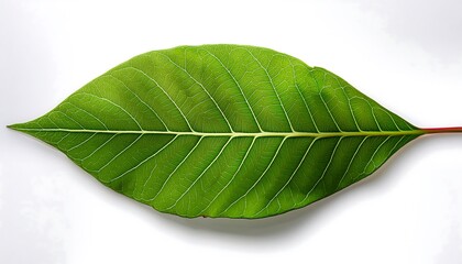 Obraz premium A close-up of a single, green leaf isolated on a white background shows its veins and fresh, natural texture