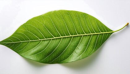 Obraz premium A close-up of a single, green leaf isolated on a white background shows its veins and fresh, natural texture