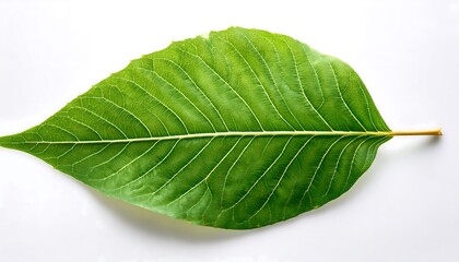 Obraz premium A close-up of a single, green leaf isolated on a white background shows its veins and fresh, natural texture