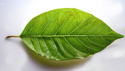 Obraz premium A close-up of a single, green leaf isolated on a white background shows its veins and fresh, natural texture