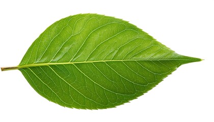 Obraz premium A close-up of a single, green leaf isolated on a white background shows its veins and fresh, natural texture