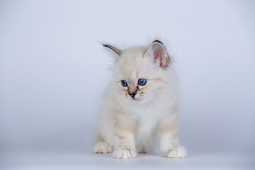Fototapeta premium Sacred Birman kitten seal tabby point color, birma Cat isolated on a white background, studio photo