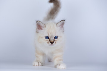 Sacred Birman kitten seal tabby point color, birma Cat isolated on a white background, studio photo