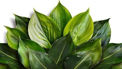 Obraz premium A close-up of a fresh green leaf, isolated on white, reveals its intricate veins and vibrant herbal essence