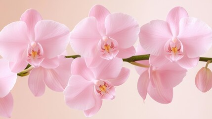 Pink orchids blooming gracefully, soft pastel background.