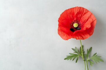 Vibrant Papaver Somniferum Blooms in Nature s Serene Setting