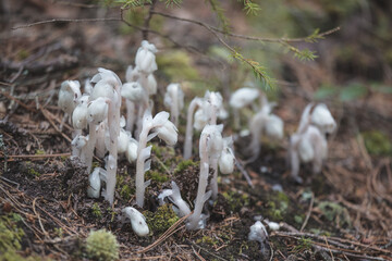Indian Pipe Flower Ghost Flower in Maine Forrest