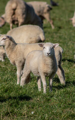 Sheep in paddock