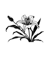 Lily Flower | Floral Lily | Flowers Blossom | Minimalist Flower | Flower Petals | Flower Blossoms | Pond Flower | Nice Flower | Original Illustration | Vector and Clipart | Cutfile and Stencil