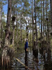 Biologist standing alongside tall cypress trees knee-deep in the wetland, Everglades National Park