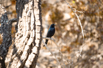 Passaro preto. Gnorimopsar chopi, popularly known as graúna, black bird, black assum, cupid, black chick, corn puller, chopim, blackbird or craúna, is a species of bird in the Icteridae family.