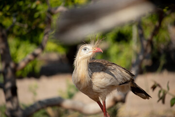 Cariama Cristata. The red-legged seriema is a predatory terrestrial bird in the family Cariamidae. The species was previously classified within the order Gruiformes, but molecular data suggest that se
