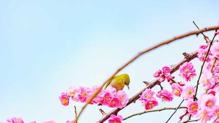 紅梅の上のメジロ
