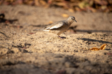 The picui dove, popularly known as the pajeú dove, São José dove and white dove, is a species of bird in the Columbidae family. Rolinha