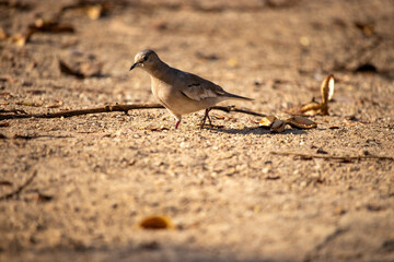 The picui dove, popularly known as the pajeú dove, São José dove and white dove, is a species of bird in the Columbidae family. Rolinha