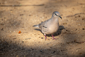 The picui dove, popularly known as the pajeú dove, São José dove and white dove, is a species of bird in the Columbidae family. Rolinha
