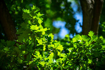 Green leaf background. Green leaf on greenery background. Leaf background. Green nature background. Green leaf in forest. Leaves backdrop.