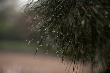 bokeh de gotas de lluvia en agujas de pino