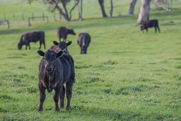 Black calf grazing in a green pasture, part of a peaceful rural farm scene in the Australian countryside