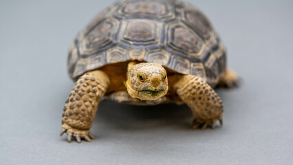 A Desert Tortoise in Tucson, Arizona