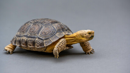 A Desert Tortoise in Tucson, Arizona