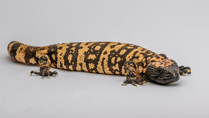 A Gila Monster in Tucson, Arizona