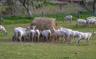 Sheared flock of sheep grazing and feeding in a rural pasture, highlighting farm life and the wool industry in Australia