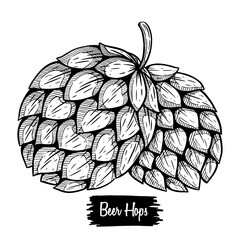 Fototapeta premium Hop cones hand drawing. beer ingredients hop cones with sketch style