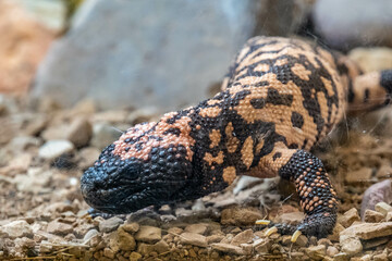 A Gila Monster in Tucson, Arizona