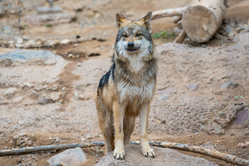 A Mexican Gray Wolf in Tucson, Arizona
